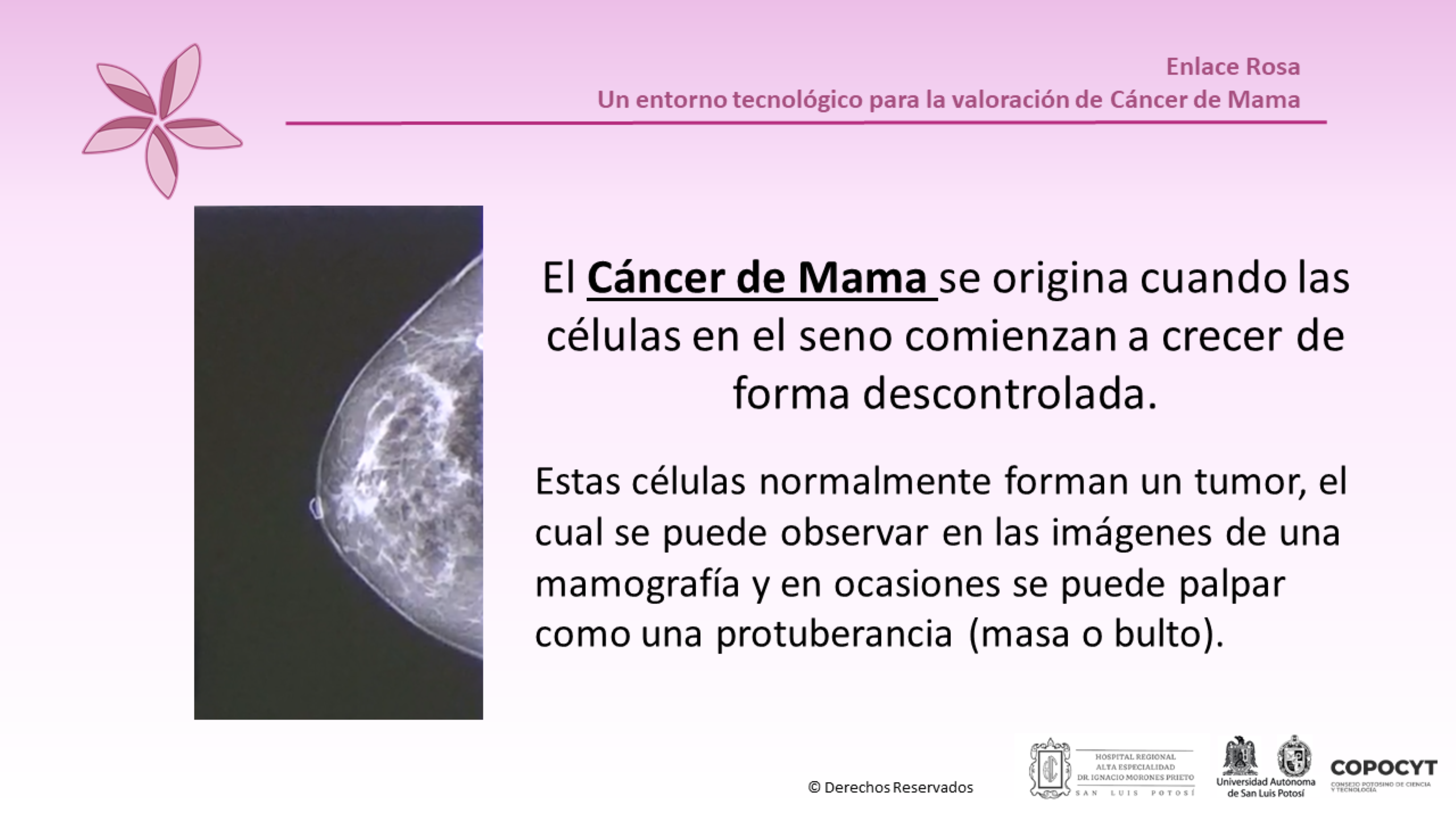 Infografía 1 - Enlace Rosa